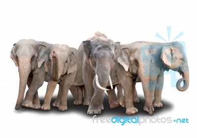 Group Of Asia Elephant Stock Photo