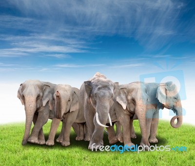 Group Of Asia Elephant Stock Photo