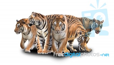 Group Of Bengal Tiger Stock Photo