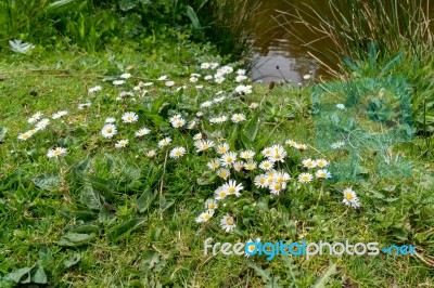 Group Of Daisies Stock Photo