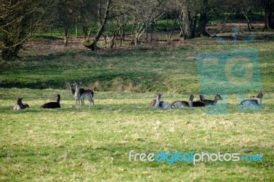 Group Of European Roe Deer (capreolus Capreolus) Stock Photo