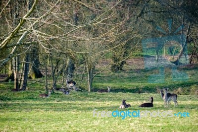 Group Of European Roe Deer (capreolus Capreolus) Stock Photo