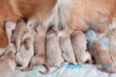 Group Of First Day Golden Retriever Puppies Natural Shot Stock Photo