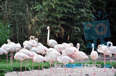 Group Of Flamingos Stock Photo