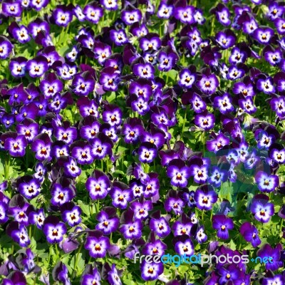 Group Of Flower Background Stock Photo