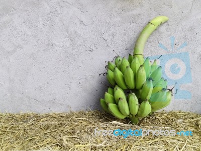 Group Of Fresh Green Banana Stock Photo