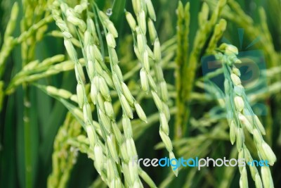 Group Of Fresh Rice Seed Stock Photo