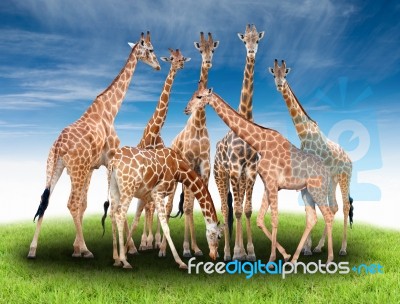 Group Of Giraffe Stock Photo