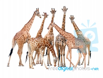 Group Of Giraffe Isolated Stock Photo