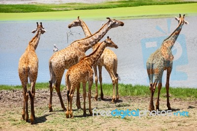 Group Of Giraffes Eating Grass Stock Photo