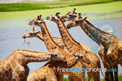 Group Of Giraffes Eating Grass Stock Photo