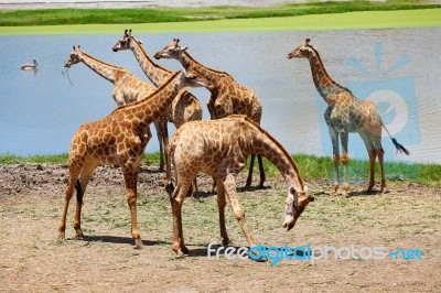 Group Of Giraffes Playing Along River Stock Photo