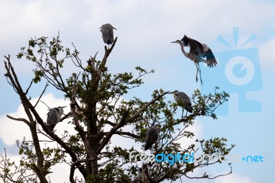 Group Of Herons Stock Photo