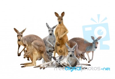 Group Of Kangaroo Stock Photo