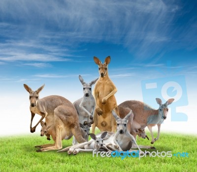 Group Of Kangaroo Stock Photo