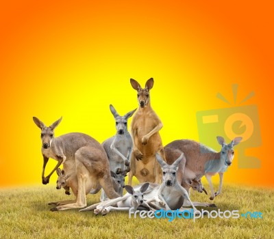 Group Of Kangaroo Stock Photo