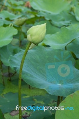 Group Of Lotus Leaves Stock Photo