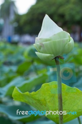 Group Of Lotus Leaves Stock Photo