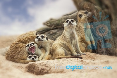 Group Of Meerkat Stock Photo