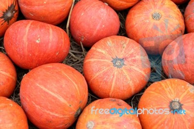 Group Of Orange Pumpkins Stock Photo