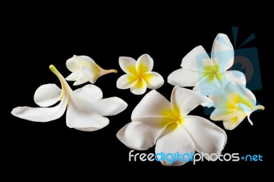 Group Of Plumeria Stock Photo