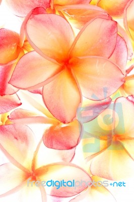 Group Of Plumeria Stock Image