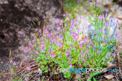 Group Of Purple Flower Bloming In The Rain Forest Stock Photo