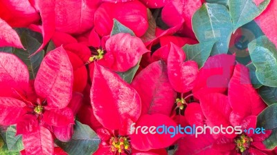 Group Of Red Poinsettia Flower (euphorbia Pulcherrima) Stock Photo