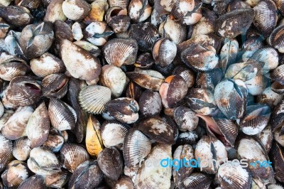 Group Of Sea Shell Stock Photo