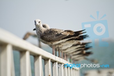 Group Of Seagulls On Pier Stock Photo