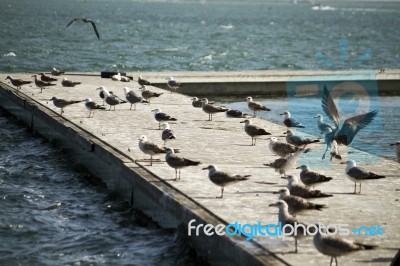 Group Of Seagulls On Pier Stock Photo