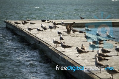 Group Of Seagulls On Pier Stock Photo