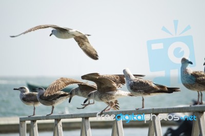 Group Of Seagulls On Pier Stock Photo