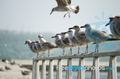 Group Of Seagulls On Pier Stock Photo