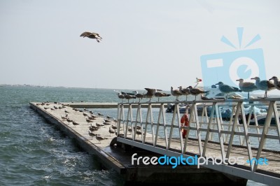 Group Of Seagulls On Pier Stock Photo