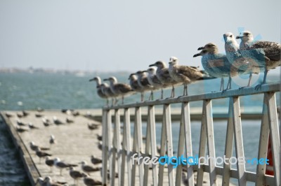 Group Of Seagulls On Pier Stock Photo