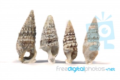 Group Of Seashells Stock Photo