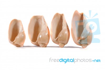 Group Of Seashells Stock Photo