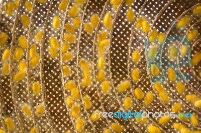 Group Of Silk Worm Cocoons In Nests Stock Photo