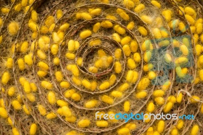 Group Of Silk Worm Cocoons In Nests Stock Photo