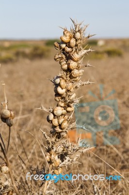 Group Of Snails Stock Photo