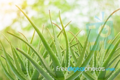 Group Of The Stem Of Aloe Vera Stock Photo