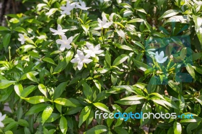 Group Of White Flower In Garden Stock Photo