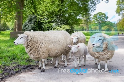 Group Of White Sheep And Lamb On Road In Nature Stock Photo