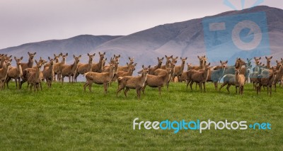 Group Of Wild Deer Standing On Hill In New Zealand Stock Photo