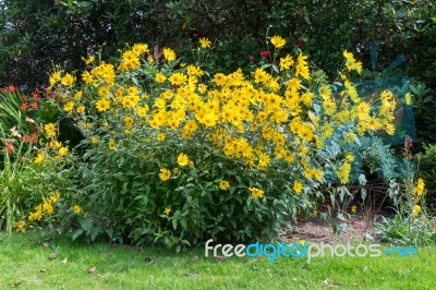 Group Of Yellow Daises In East Grinstead Stock Photo