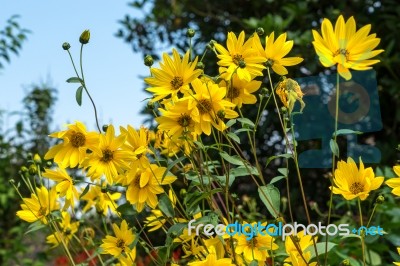 Group Of Yellow Daises In East Grinstead Stock Photo