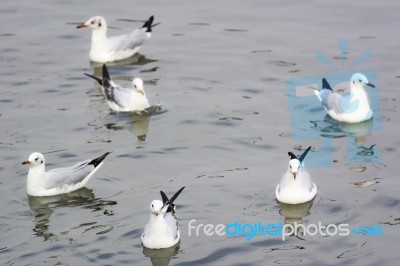 Group Seagull Floating On Water Stock Photo