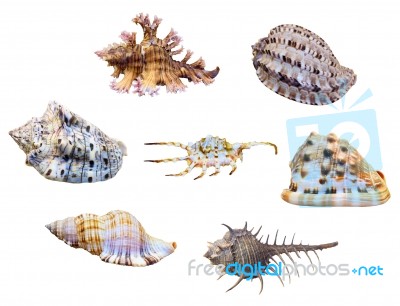 Group Shell Of Sea Snail Stock Photo