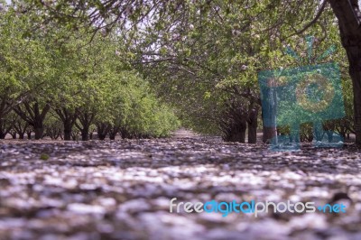 Grove Of Almond Trees In Israel Stock Photo